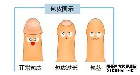 包皮